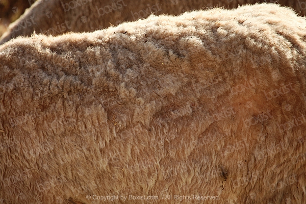 Closeup Of Sheep Wool Skin