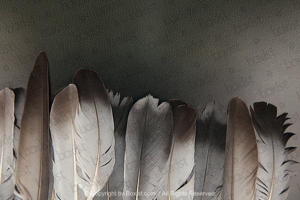 Pigeons Feathers On Black Background