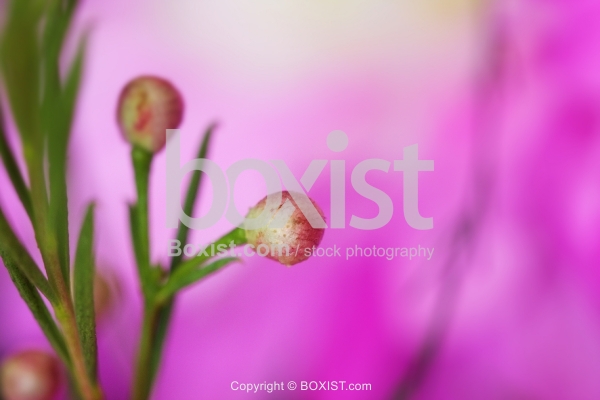 Pink Unbloomed Flower
