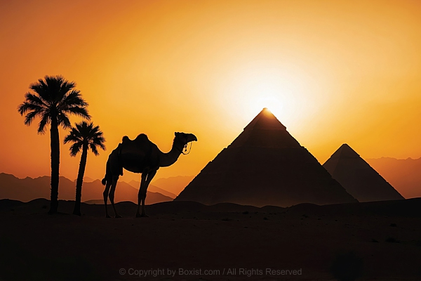 Camel Silhouette In The Desert With Palm Trees And Pyramids
