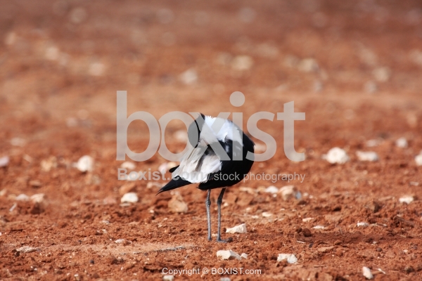 Spur Winged Bird Standing