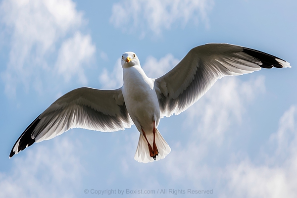 Seagull In Flight In The Sky From Under