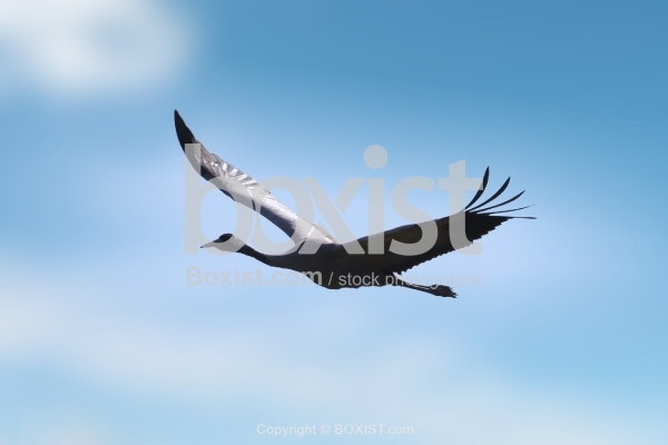 Common Crane Flying in the Sky