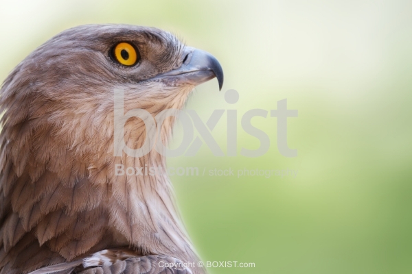 Eagle With Orange Eye