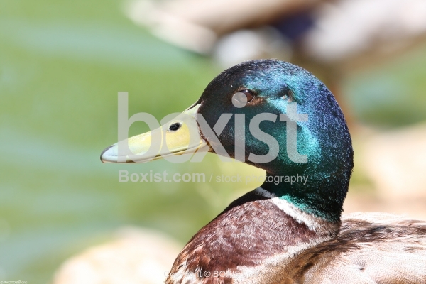 Male Mallard Portrait