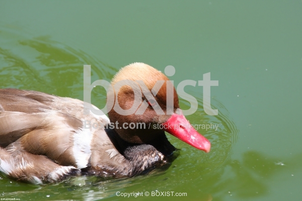 Red Crested Pochard Duck