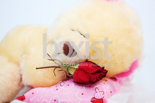 Sleeping Teddy Bear With Rose