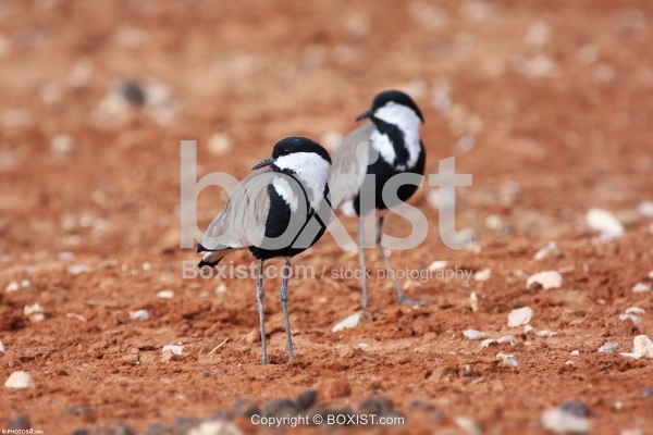 Spur Winged Lapwing Birds Resting