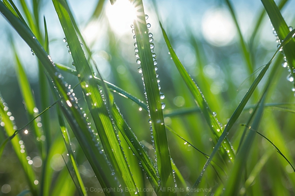 Macro Of Grass Blades With Waterdrops