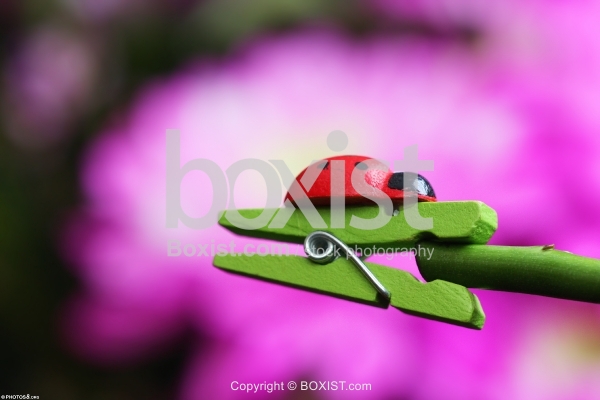 Ladybug Toy On Green Laundry Clip