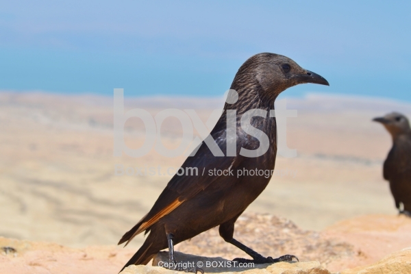 Pale Winged Starling Bird