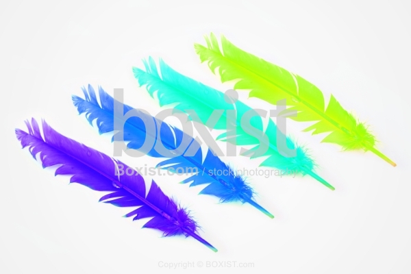 Colorful Feathers