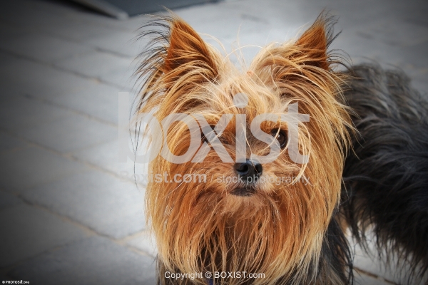 Yorkshire Terrier Face