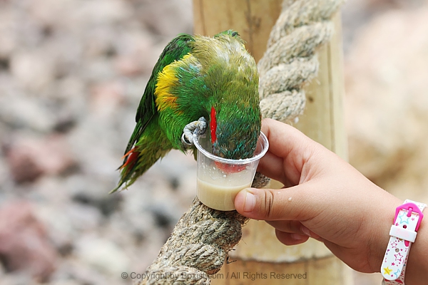 Colorful Parrot Drinks From Cup Held By Child Hand