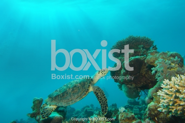 Sea Turtle Swimming Forward Surface