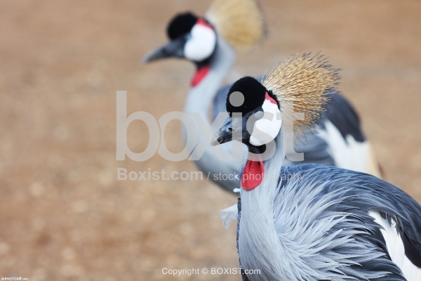 Two Grey Crowned Cranes