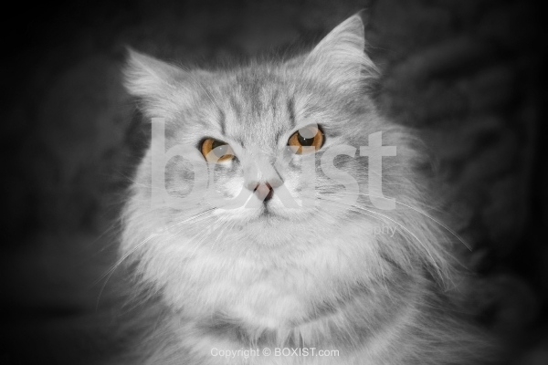 Portrait Of Gray Feathery Siberian Cat