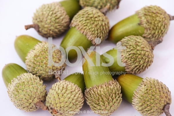 Fresh Acorn Oak Nuts