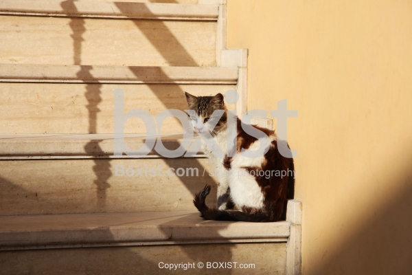 Cat Sitting On Stairs
