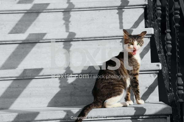 Cat Yawning On Stairs