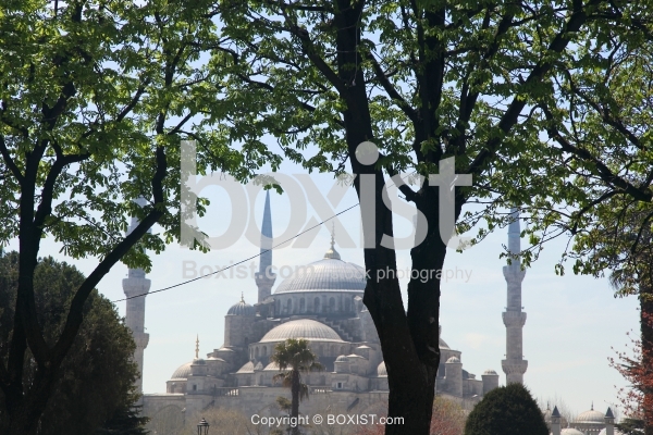 Trees with Sultan Ahmed Mosque in the Background