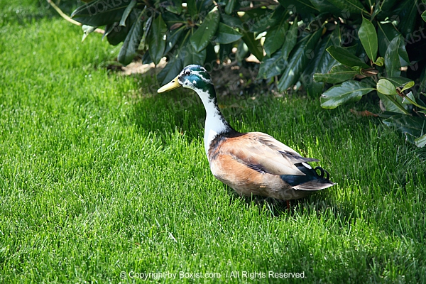 Blue Swedish Male Duck On Green Grass