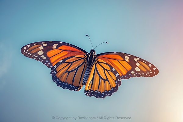 Majestic Vibrant Monarch Butterfly With Open Wings