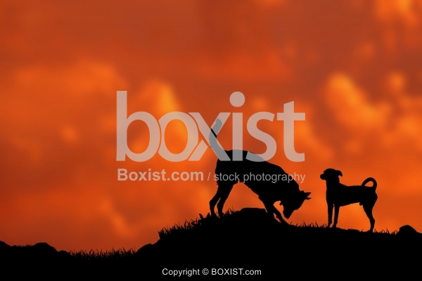 Dogs Silhouettes At Sunset