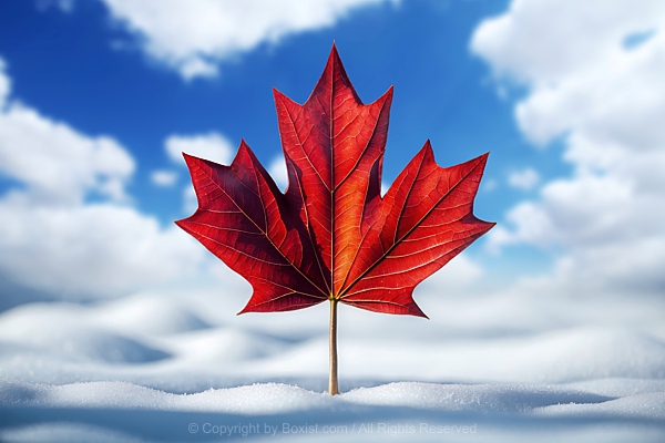 Natural Canadian Red Maple Leaf On Snow Against Blue Cloudy Sky Background