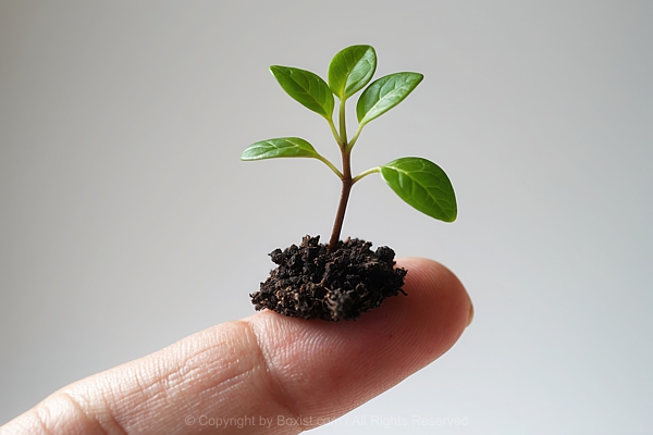 Small Plant With Green Leaves Rooted In Small Clump Of Soil Balanced On Human Finger Tip