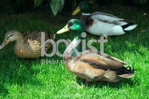 Mallard Ducks on Green Grass