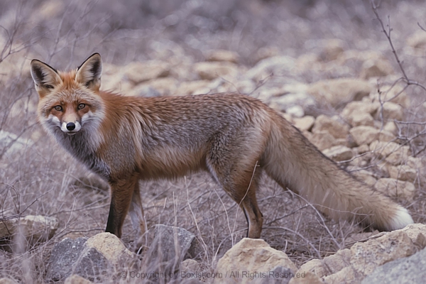 Red Fox Standing In A Natural Rocky Terrain