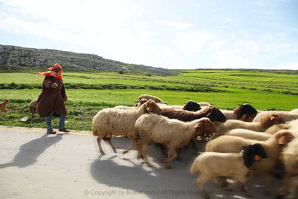Shepherd And Herd Of Sheep In The Road