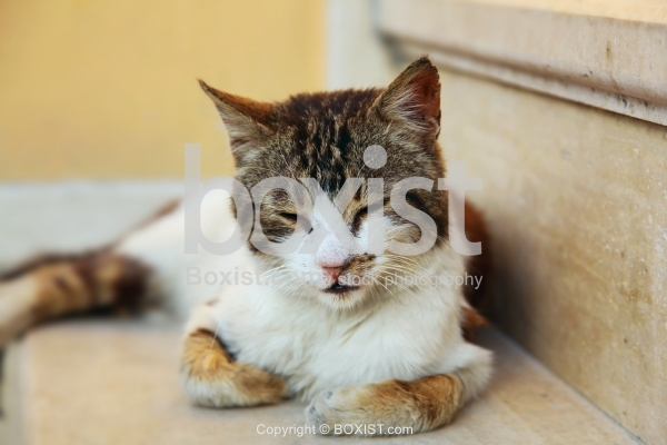 Cat Lying Down on Stairs