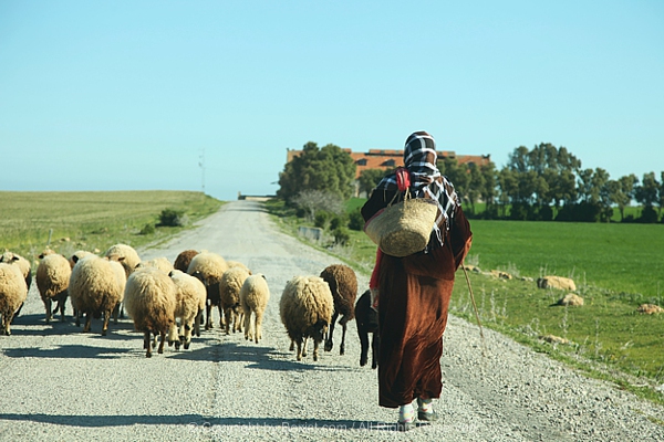 Woman Herding Sheep Along The Road