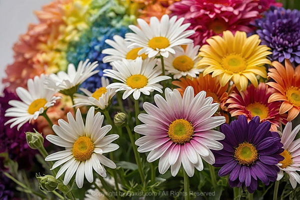 Closeup Arrangement Of Beautiful Colored Daisy Flowers