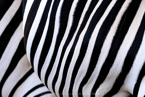 Zebra Coat Texture With Distinctive Black And White Stripes