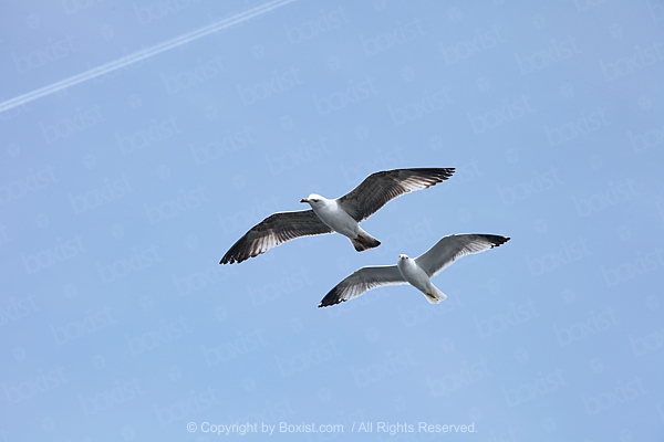 Low Angle View Of Seagulls Flying
