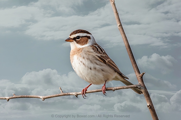 View Over Beautiful Sparrow Bird Perching On Thin Tree Branch