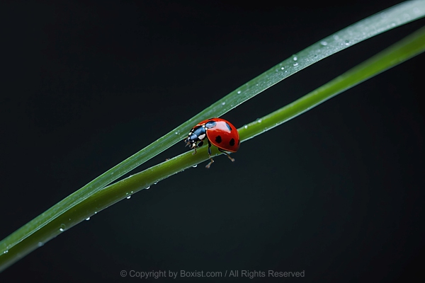 Macro Of Ladybug Walking Pm Long Thin Blade Of Grass