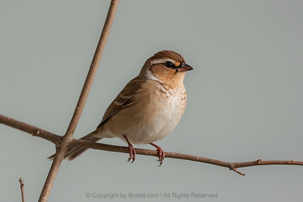 Sparrow Bird Perched On Thin Branch