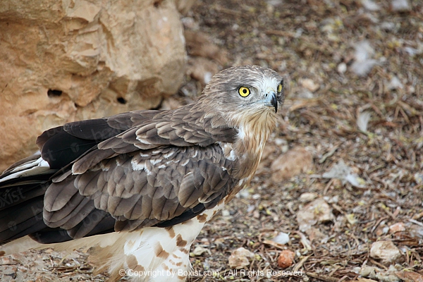 Short Toed Eagle On Ground
