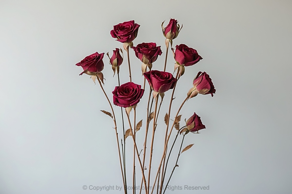 Beautiful Dried Red Roses With Long Dry Stems