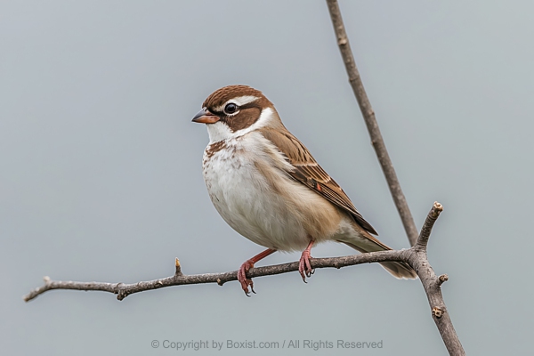 Closeup View Over Small Sparrow Bird Perched On Thin Bare Branch