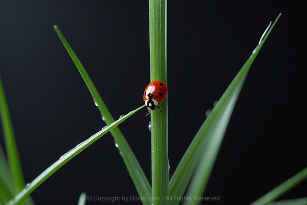 Closeup Of Small Ladybug Walking On Long Thin Blade Of Grass