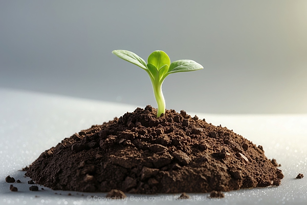 Closeup Of Delicate Green Sprout Emerging From Soil