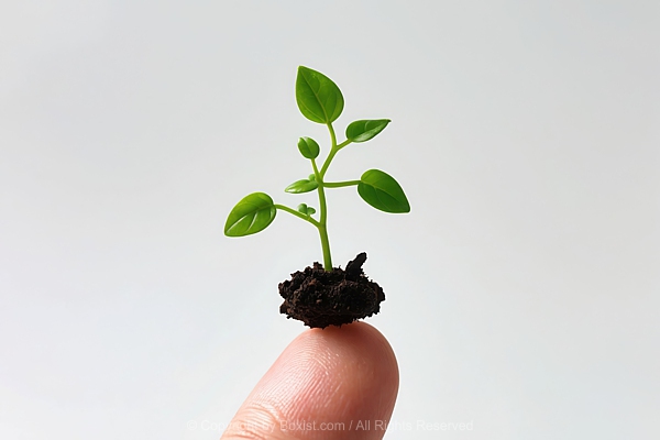 Small Green Plant With Green Leaves In Clump Of Dark Soil Balanced On Tip Of Finger