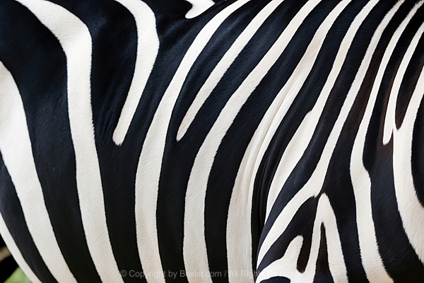 Zebra Skin Coat Showcasing Its Black And White Stripes