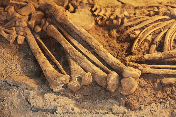 Ancient Remains Of Human Bones In Dirt