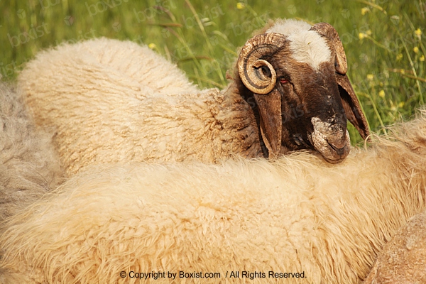 curly goat horns